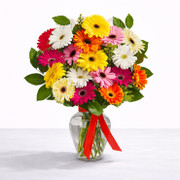 Gerberas Multicolores OFERTA, México, México